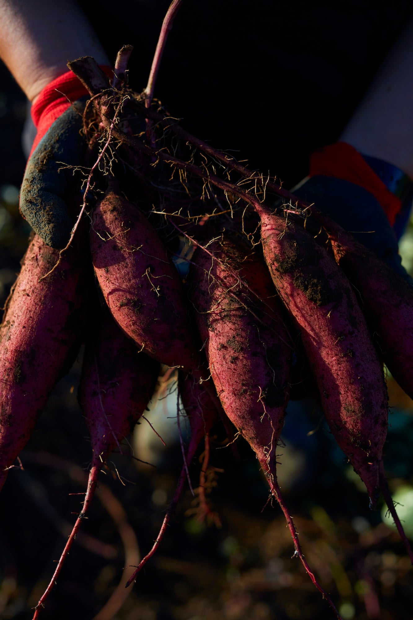 yz様専用 Dietapane Plus さつまいも風味 2箱 yz Dietapane Plus