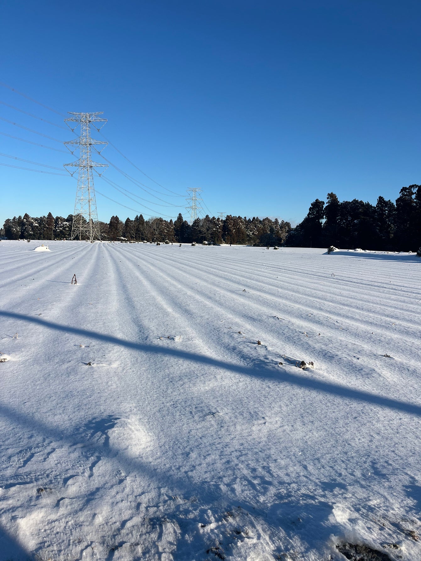 【2026年3月上旬お届け】Etto Carrot 10キロ入